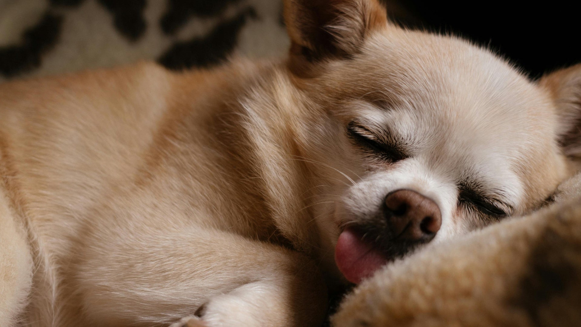 Top 3 Cutest Dog Breeds that are guaranteed to melt your heart
