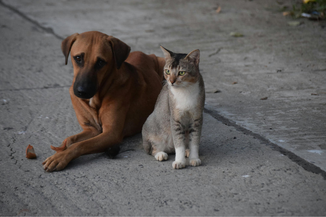 Why Dogs Make Better Pets Than Cats: The Ultimate Pet Showdown