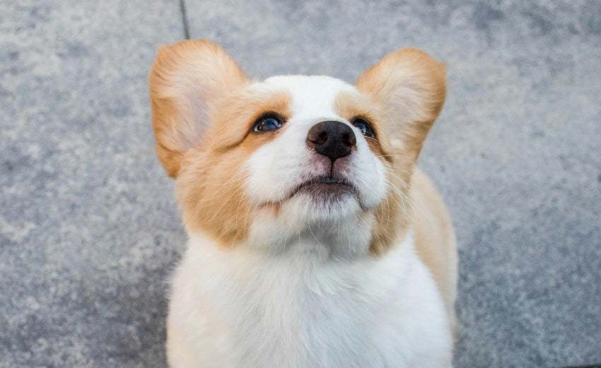 What's the BEST Corgi Name for Your Loyal Companion?